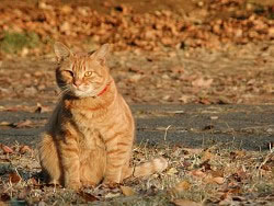 ʹ�����������ѧ���������