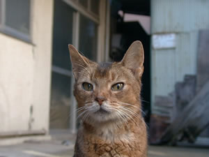 ʹ������������ûƽ�ָ���¾���˲��