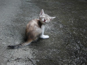 ʹ������������ûƽ�ָ���¾���˲��