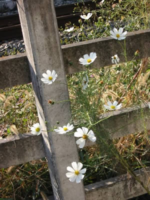 ʹ����������������ʻ���ͼ��