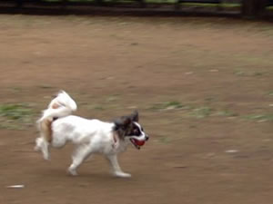 ���ġ������㶯����Ƭ�ķ���