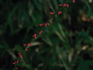 ʹ�������������������Сʱ��ξ۽���(ͼ)